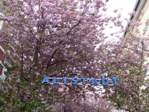 Die Kirschblütenpracht von Bonn: Ein zauberhafter Frühlingsausflug