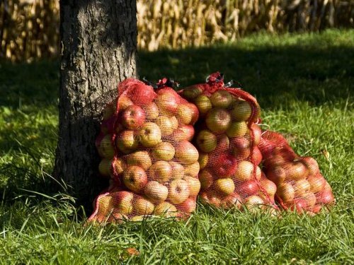 Äpfel lagern ohne Keller: Wie Sie die Früchte trotzdem lange frisch und knackig halten