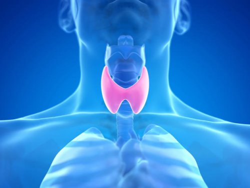 Schilddrüsenunterfunktion durch Hashimoto: Chronische Entzündung der Schilddrüse besteht schon viel früher