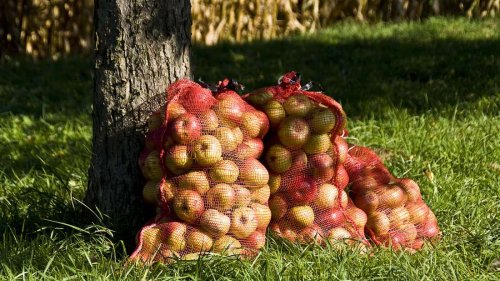 Äpfel lagern ohne Keller: Eine Decke oder ein Plastikbeutel reichen aus