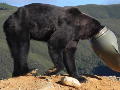 Happy End für Braunbär: Er steckte tagelang in einem Plastikkanister fest