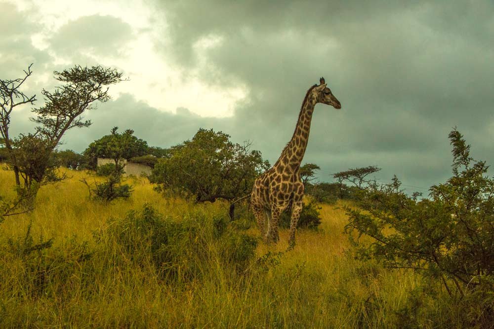 Thanda Safari – Luxury Glamping in the South Africa Bush