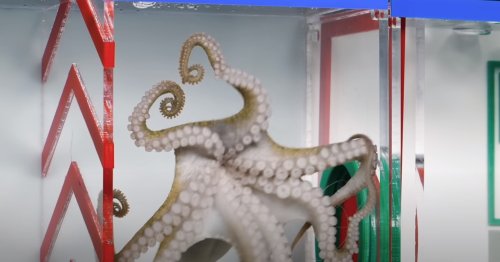Un labyrinthe pour pieuvre afin de tester son intelligence [vidéo] - 2Tout2Rien