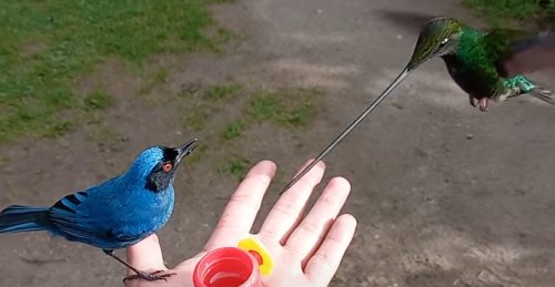 un colibri porte-épée vient se nourrir dans une main [vidéo] - 2Tout2Rien