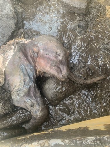 Nun cho ga le premier bébé mammouth laineux découvert en Amérique du nord - 2Tout2Rien