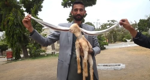 Simba, bébé chèvre aux plus longues oreilles du monde [vidéo] - 2Tout2Rien