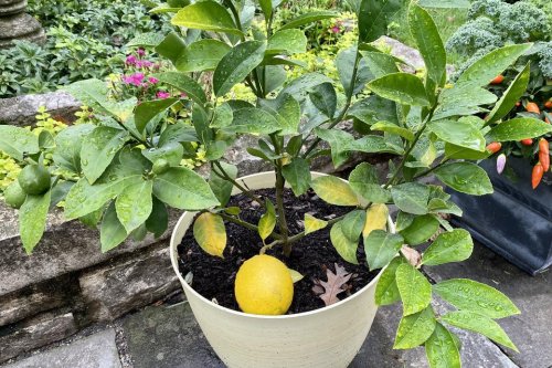 How to Grow Lemon Trees Indoors: 6 Easy Steps to Growing Bountiful Citrus Trees In Containers