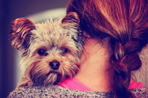 Emotional Support Pets Guide: How to Obtain an Emotional Support Animal