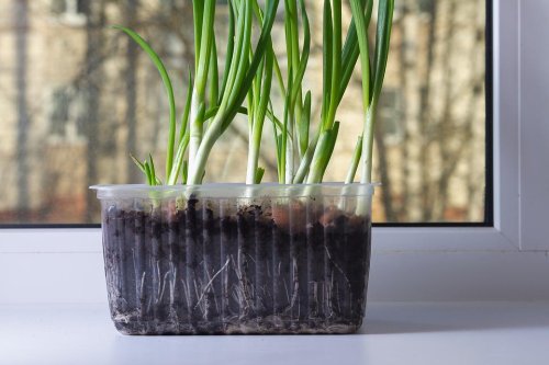 How to Regrow Green Onions: 3 Simple Steps to Growing Green Onions at Home All Year