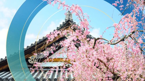 Climate crisis: Kyoto cherry blossom season shifted by global warming and urban development