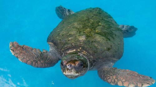 351 sea turtles found dead on same coastline as mass sea lion beaching