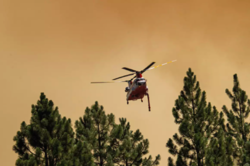 Why Reforestation Is More Complicated Than You Think Flipboard
