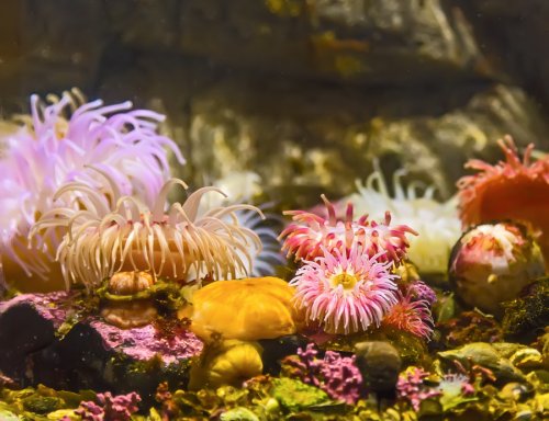 Colorful underwater flora in aquarium