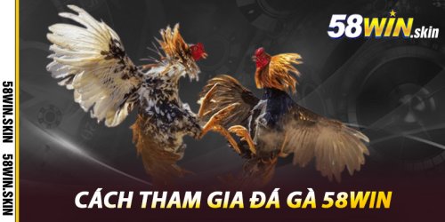 Đá Gà 58win – Trải Nghiệm Cá Cược Kịch Tính và Hấp Dẫn