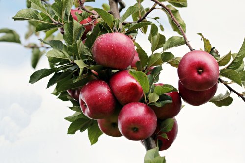 Яблочный Спас 2022: традиции, запреты поверья и приметы праздника