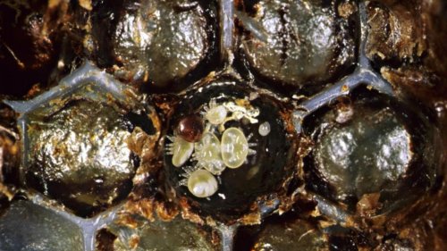 NZ mite lessons for Australia's bee sector