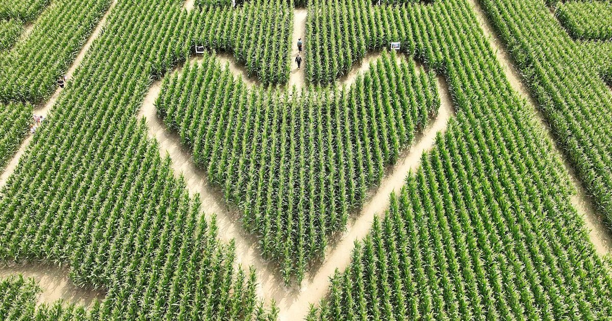 “Un succès fou”: deux labyrinthes géants dans des champs de maïs font fureur en Alsace
