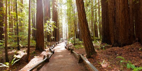 The Bay Area’s Best Redwood Hikes