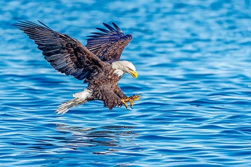 Over 100 bald eagles counted in annual survey at Lake Mead