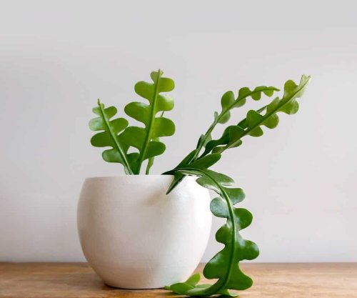 7 Houseplants That Can Improve Your Health
