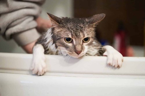 4 Reasons You Shouldn't Bathe Your Cat - and 4 Exceptions