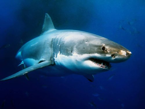 The Largest Great White Sharks Ever Found Off Virginia Waters | Flipboard