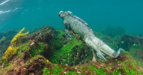 This Marine Lizard Looks Just Like a Scary Sea Monster