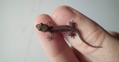 Baby Gecko: 8 Pictures and 8 Amazing Facts