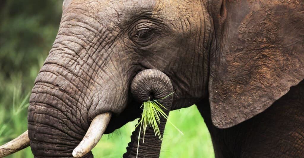 Discover the Amazing World of Elephants
