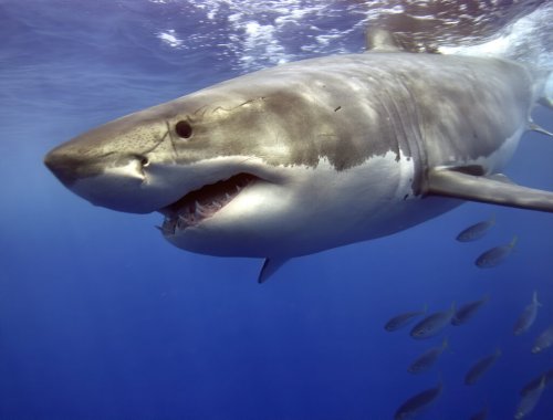 Giant 1400 LB Great White Just Seen Minutes from North Carolina’s Outer ...