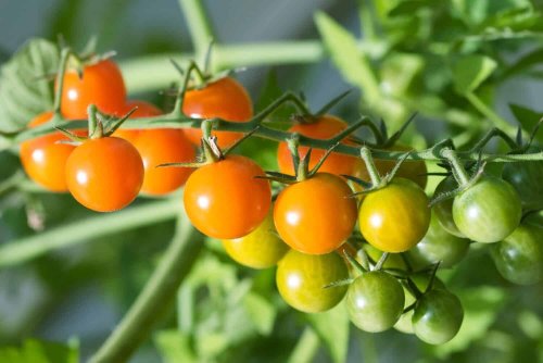 10 Types of Cherry Tomatoes