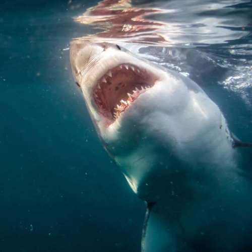 Watch a Great White Shark Breach the Surface Like Never Seen Before