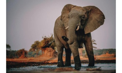 Watch an Elephant Gore and Toss a Full-Size Buffalo Like It’s Nothing ...