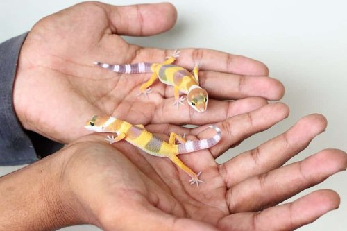 What to Do If Your Leopard Gecko Loses Its Tail