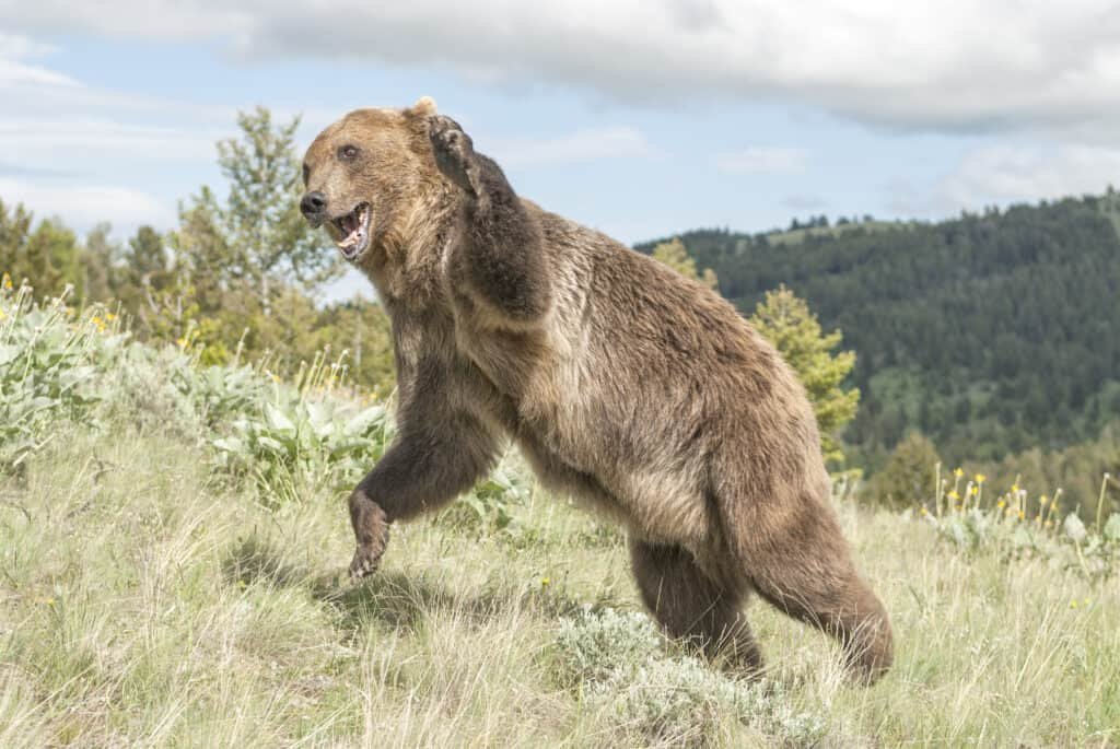 Discover the Amazing Animal World of Bears