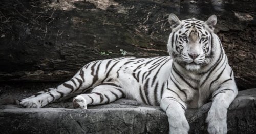 How Many White Tigers Are Left In The World?