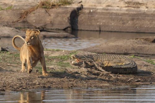 Unbelievable HD footage of a crocodile and a lioness fighting over a zebra kill