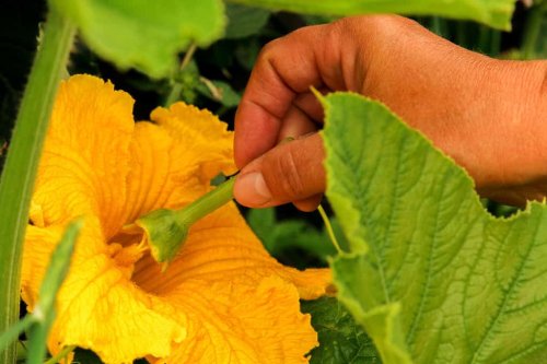 Male vs. Female Squash Flowers: How to Spot the Differences