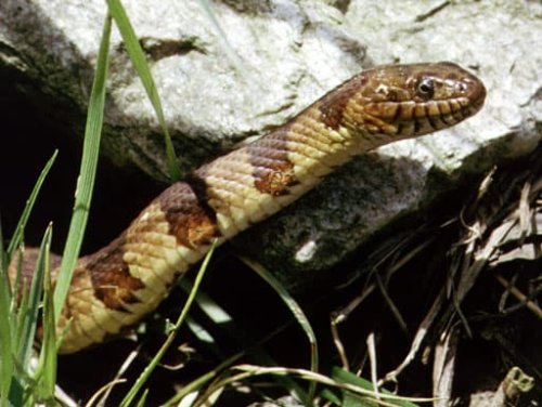 The Most Snake-Infested Rivers In North Carolina | Flipboard