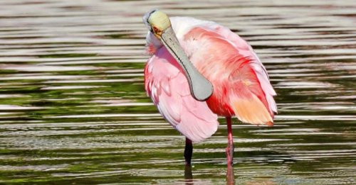 The 10 Most Colorful Birds in Florida