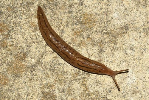 Slug Lifespan: How Long Do Slugs Live?