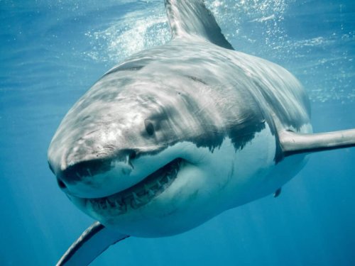 The Largest Great White Sharks Ever Found Off US Waters | Flipboard