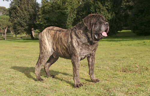 The Top 7 Reasons Mastiffs Are the Perfect Guard Dogs