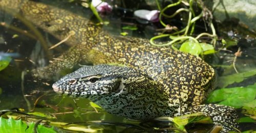 See This Large Monitor Lizard Wade Through the Mud Looking for Crocodile Eggs to Eat