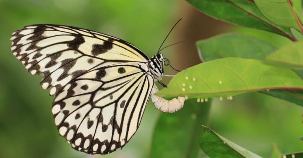 Discover the Amazing World of Butterflies