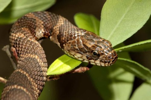 The 4 Most Snake-Infested Lakes In Massachusetts | Flipboard