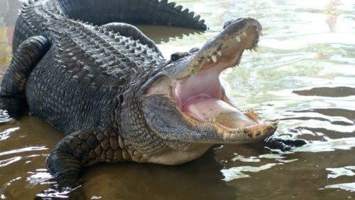 Discover the Amazing World of Reptiles | @azanimals