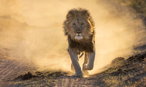 The Largest Lion Ever Weighed More than a Grizzly — 3 Reasons It Grew