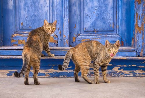 The Myths About Cats You Should Stop Believing