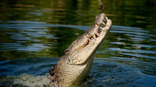 'Psychic' crocodile named Speckles predicts our next Prime Minister